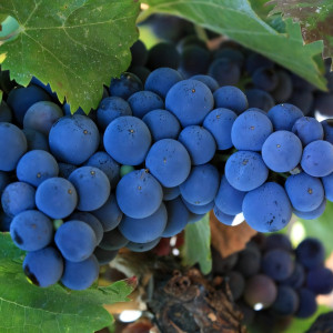 Саженцы Виноград Каберне Совиньон