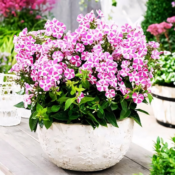 Саженцы Флокс метельчатый Bambini Candy Crush (Бамбини Кенди Краш)