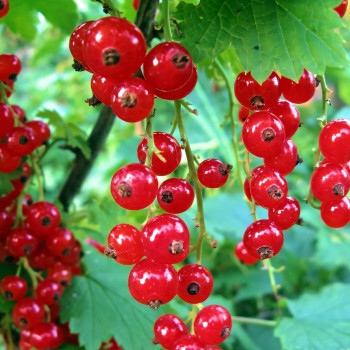 Саженцы Смородина красная Гиганта