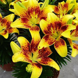  Лилия азиатская Tiny Nugget (Тайни Наггет)