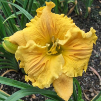 Саженцы Лилейник Bas Relief (Бас Релиф)