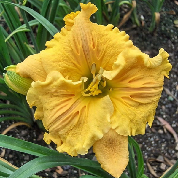 Саженцы Лилейник Bas Relief (Бас Релиф)