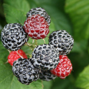 Саженцы Ежемалина Блэк Джевел