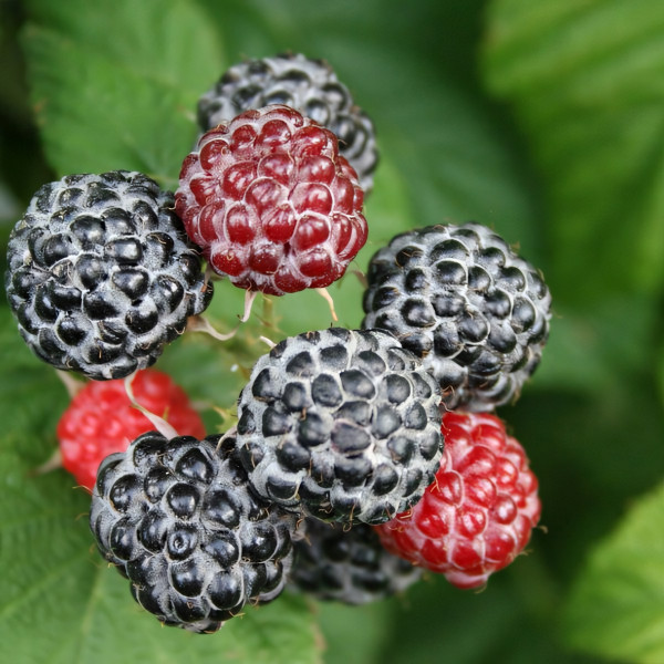 Саженцы Ежемалина Блэк Джевел