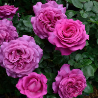 Саженцы Роза чайно-гибридная Шартрез де Парм