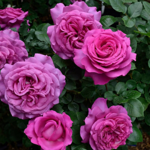 Саженцы Роза чайно-гибридная Шартрез де Парм