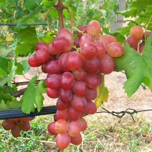 Саженцы Виноград Рубиновый юбилей