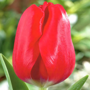 Тюльпан Триумф Ред Булл (в упаковке - 3шт.)