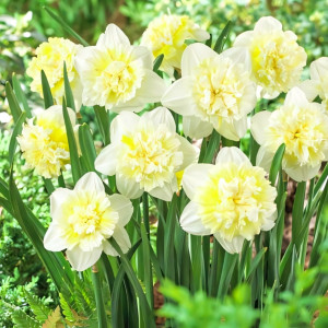 Нарцисс махровый Айс Кинг (в упаковке - 3шт.)