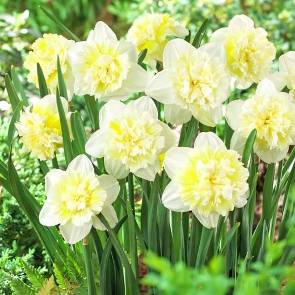 Луковицы Нарцисс махровый Айс Кинг (в упаковке - 3шт.)