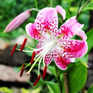  Лилия Speciosum Rubrum (Сп. Рубрум)