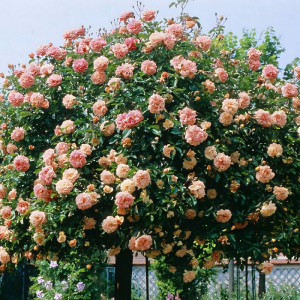 Саженцы Роза плетистая Папи Дельбар