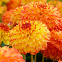 Саженцы Георгина помпонная Kasagi (Касаги)