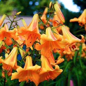  Лилия трубчатая African Queen (Африкан Квин)