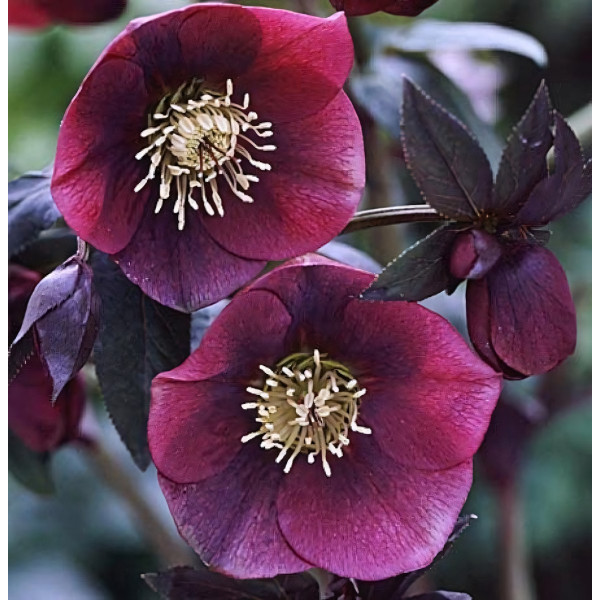 Саженец Морозник Ред Леди