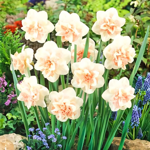 Луковицы Нарцисс Рози Клауд (в упаковке - 3шт.)