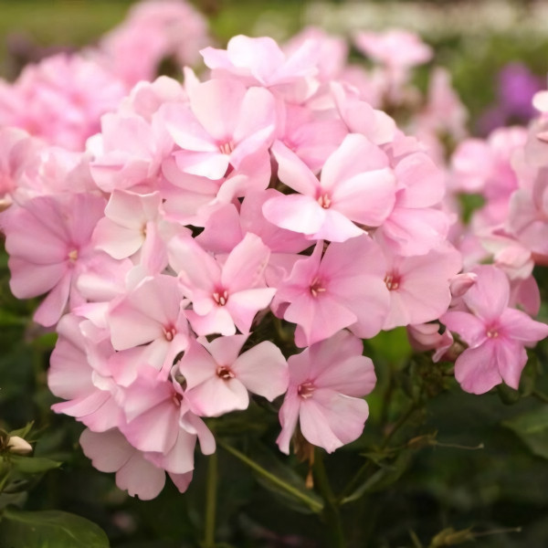 Саженцы Флокс Pinky Hill (Пинки Хилл)