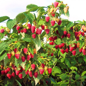 Саженцы Малиновое дерево Таруса