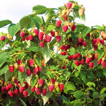 Саженцы Малиновое дерево Таруса