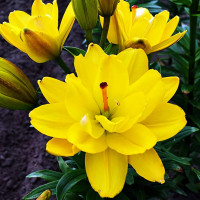 Луковицы  Лилия азиатская Yellow Bellies (Йеллоу Беллиз) (3шт.)