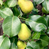 Саженцы Груша Кафедральная