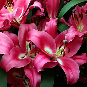  Лилия ОТ гибрид Borrello (Боррелло)