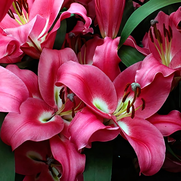 Луковицы Саженцы Лилия ОТ гибрид Borrello (Боррелло) (3шт.)