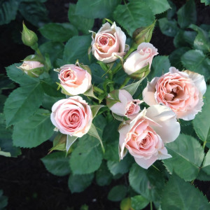 Саженцы Роза спрей Яна