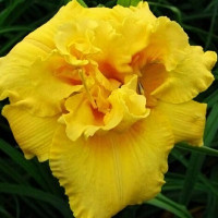 Саженцы Лилейник Egg Yolk (Эгг Йолк)