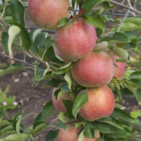 Саженцы Яблоня Айдаред