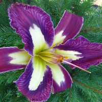 Саженцы Лилейник Jungle Queen (Джангл Квин)