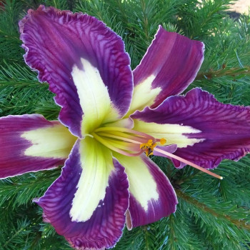 Саженцы Лилейник Jungle Queen (Джангл Квин)