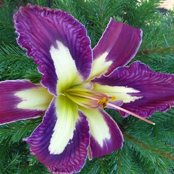 Саженцы Лилейник Jungle Queen (Джангл Квин)