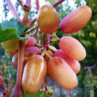 Саженцы Виноград Сенсация