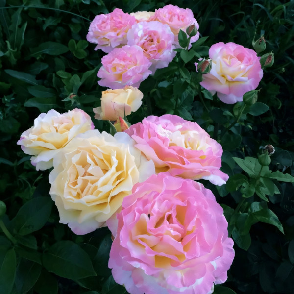 Саженцы Роза чайно-гибридная Глория Дей