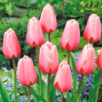 Луковицы Тюльпан Дарвина Салмон Импрешн (в упаковке - 3шт.)