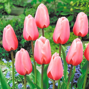 Тюльпан Дарвина Салмон Импрешн (в упаковке - 3шт.)