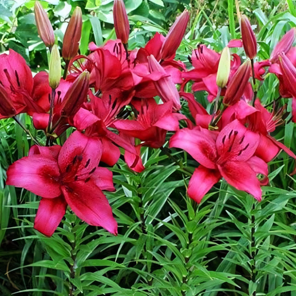 Луковицы  Лилия АОА гибрид November Rain (Новембер Рейн) (3шт.)