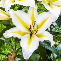 Луковицы  Лилия восточная Bufferi (Бафферари) (3шт.)