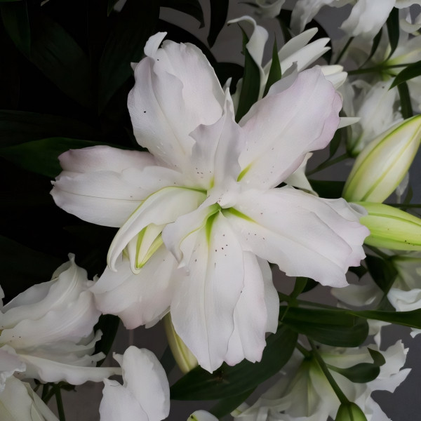 Луковицы  Лилия восточная Lotus Beauty (Лотос Бьюти) (3шт.)