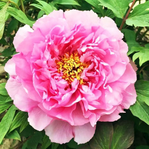 Саженцы Пион Розовый Лотос