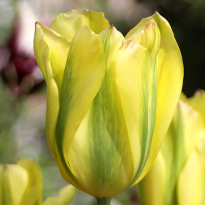 Тюльпан зеленоцветный Формоза (в упаковке - 3шт.)