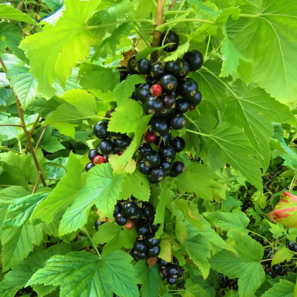 Саженцы Смородина чёрная Добрыня