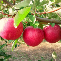 Саженцы Яблоня Слава Победителям