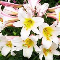 Луковицы  Лилия трубчатая Regale Album (Регале Албум) (3шт.)