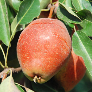 Саженцы Груша Киргизская Зимняя