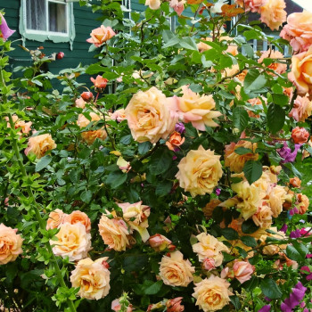 Саженцы Роза плетистая Барок