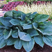 Саженцы Хоста Silver Bay (Сильвер Бэй) М