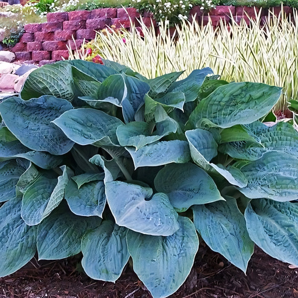 Саженцы Хоста Silver Bay (Сильвер Бэй) М