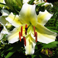 Луковицы Саженцы Лилия ОТ гибрид Conca D'or (Конка Д'ор) (3шт.)